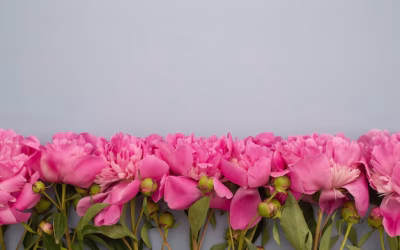 flowers-peonies-tablet-writing-blue-background-horizontal-view-horizontal-frame_646474-251
