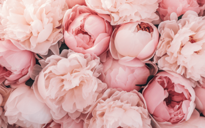 pngtree-pink-and-beige-peony-flowers-a-delicate-pattern-of-nature-s-image_13647974