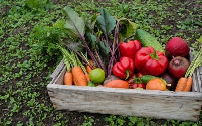 vegetable-box